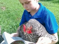 Child with chicken reading a book