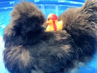 Chicken in small pool with a rubber duck on his back
