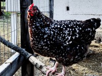 Chicken standing on branch