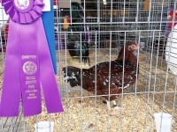 Chicken in cage with prize ribbon