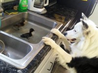 Dog checking in on ducks in sink.