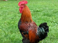 Rooster standing up