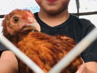 Boy holding young chicken