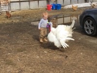 Little girl with turkey in front of her.