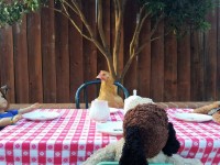 Chicken sitting at a table with stuffed animals and doll