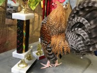 Rooster standing in front of trophy