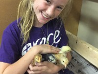 Girl holding 4 baby chicks