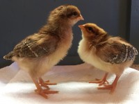 2 baby chicks