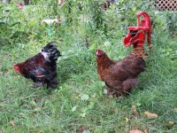 2 Chickens in yard