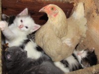 Chick with Kitties