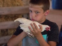 Boy holding white chicken