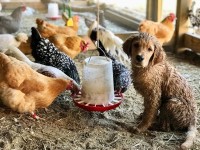 Wet Dog with chickens eating in pen