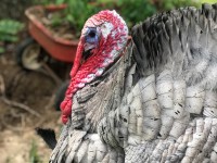 Broad Breasted Bronze Turkey