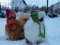 Chickens with knit hats on in the snow