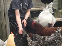 Boy petting a group of chickens