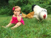 Little girl with Columbian Rock Chicken