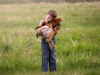 Young boy holding a freedom ranger chicken