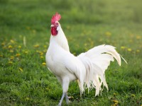 Austra White Chicken