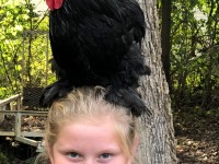 Girl with French Black Marans on her head