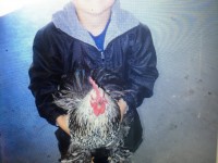 Boy displaying chicken