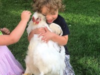 Child holding Delaware Chicken