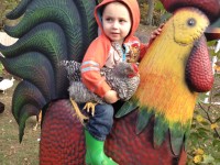 Child holding chicken
