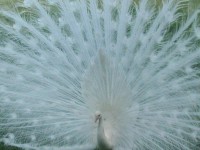White Bird