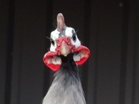 Bird Portrait
