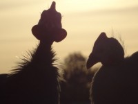 Turkey Silhouettes