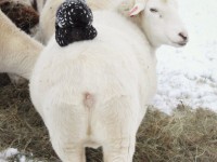 Chicken on a Sheep