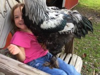 Silver Laced Cochin Standard Chicken on girl lap