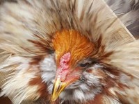 Buff Laced Polish Chicken