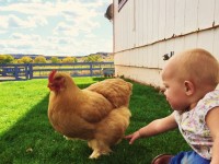 Baby playing with chicken