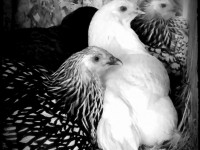 black and white picture of chickens posing in basket