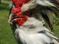 Blue Polish Chicken