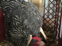 Upsidedown Chicken