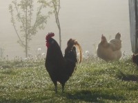 Chickens in the early morning mist