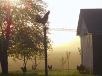 early morning view with chickens in background