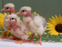 3 Chicks with Flowers