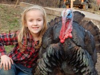 Best of breed turkey