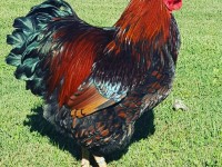 Black Laced Red Wyandotte Chicken