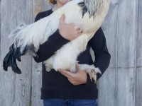 Girl holding white Columbian rock chicken