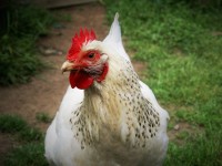 White Plymoth Rock Chicken