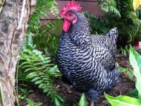 Dominique Chicken in garden