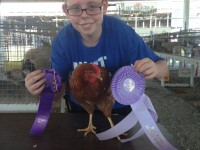 Boy posing with prize chicken and his ribbons