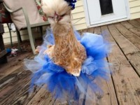 Buff Laced Polish chicken dressed up