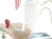 White leghorn chicken with American flag in background
