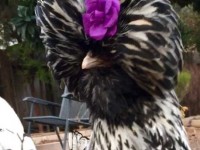 Funny Chicken