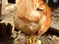 Baby chick following his mother
