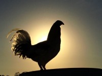 Chicken Silhouette